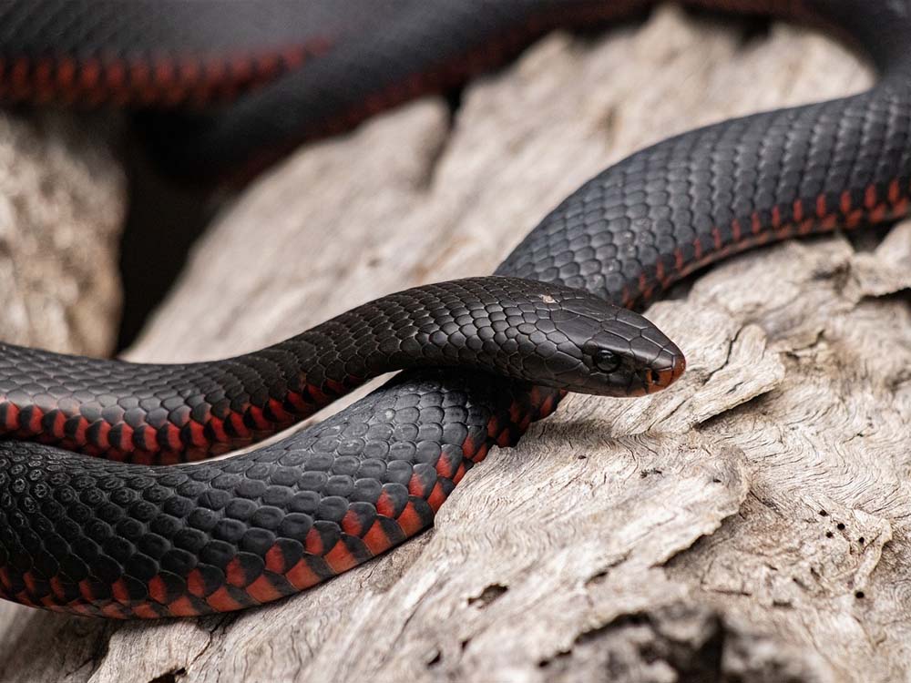 Australian red bellied black snake 